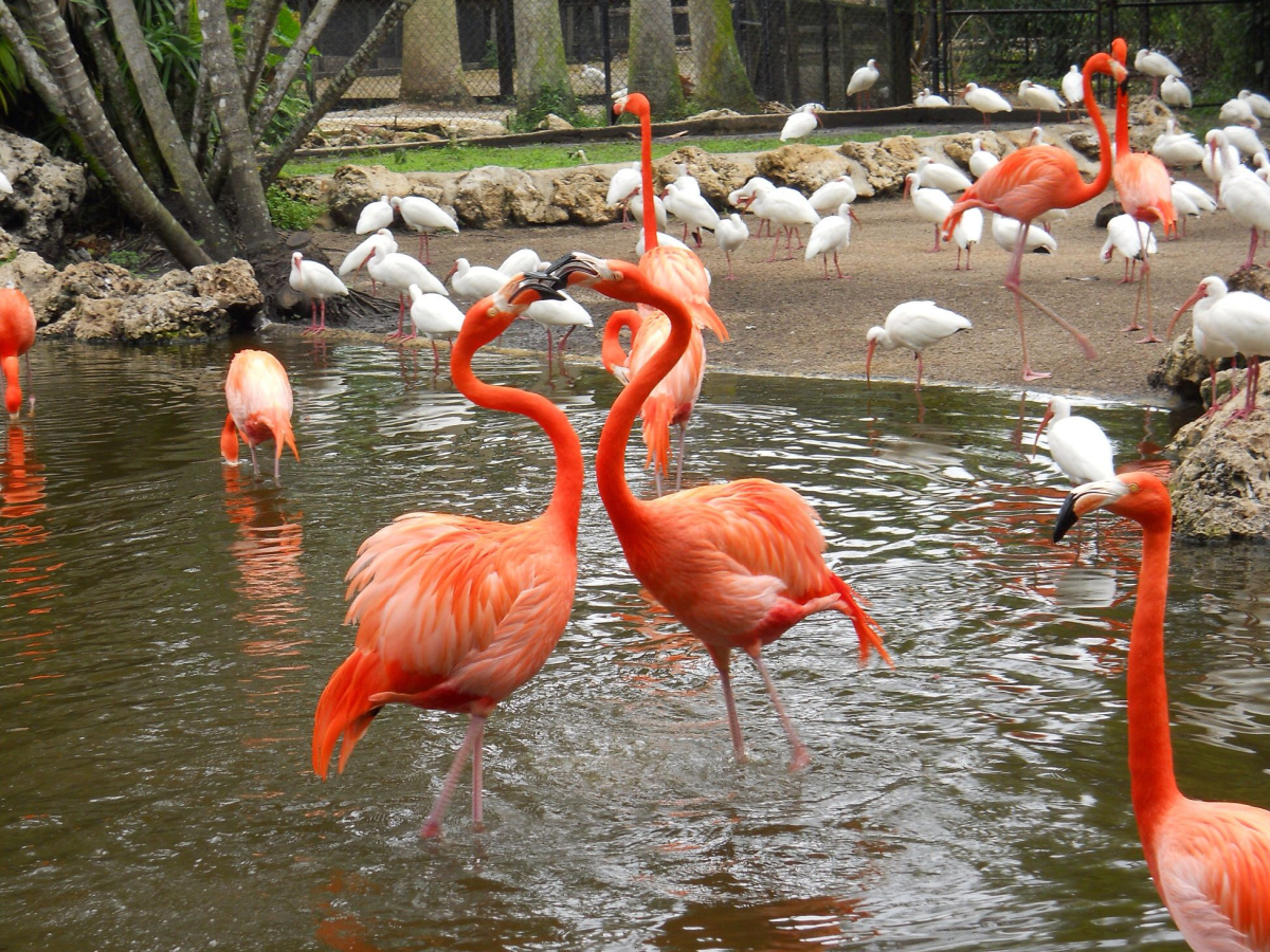 Flamingo Gardens Logo